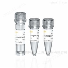 Lentiviral Packaging Kit