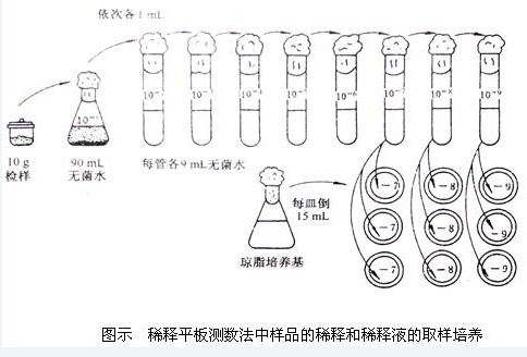 微生物的分离纯化与稀释平板菌落计数实验方法