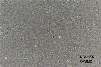 人肺癌細胞(淋巴結轉移)NCI-H292